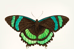 Drawing Of Banded Tailed Butterfly