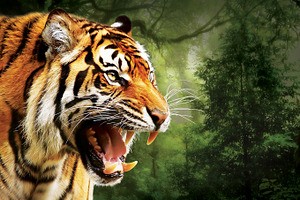 Angry Tiger Face