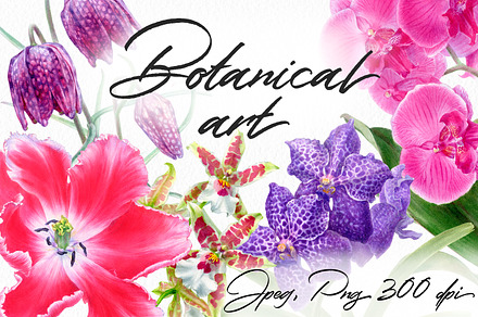 Botanical art - watercolor flowers