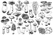 Hand drawn edible mushrooms set, a Food Illustration by handsketched (Thumbnail 7 of 10)