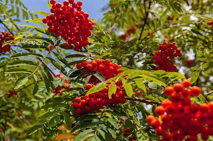 Red rowan berries in the forest, a Nature Photo by Photostock