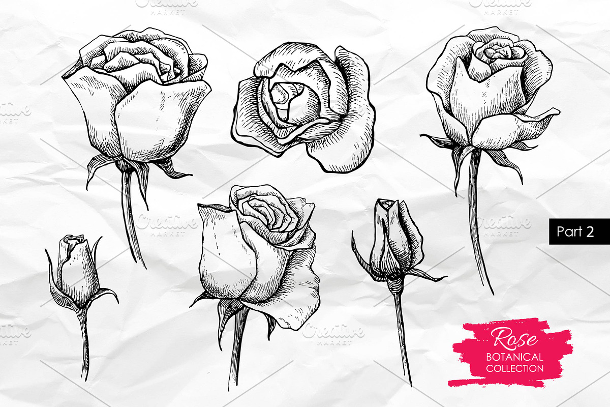 Hand Drawn Roses. Vintage set., a Graphic by Epine (Photo 3 of 3)
