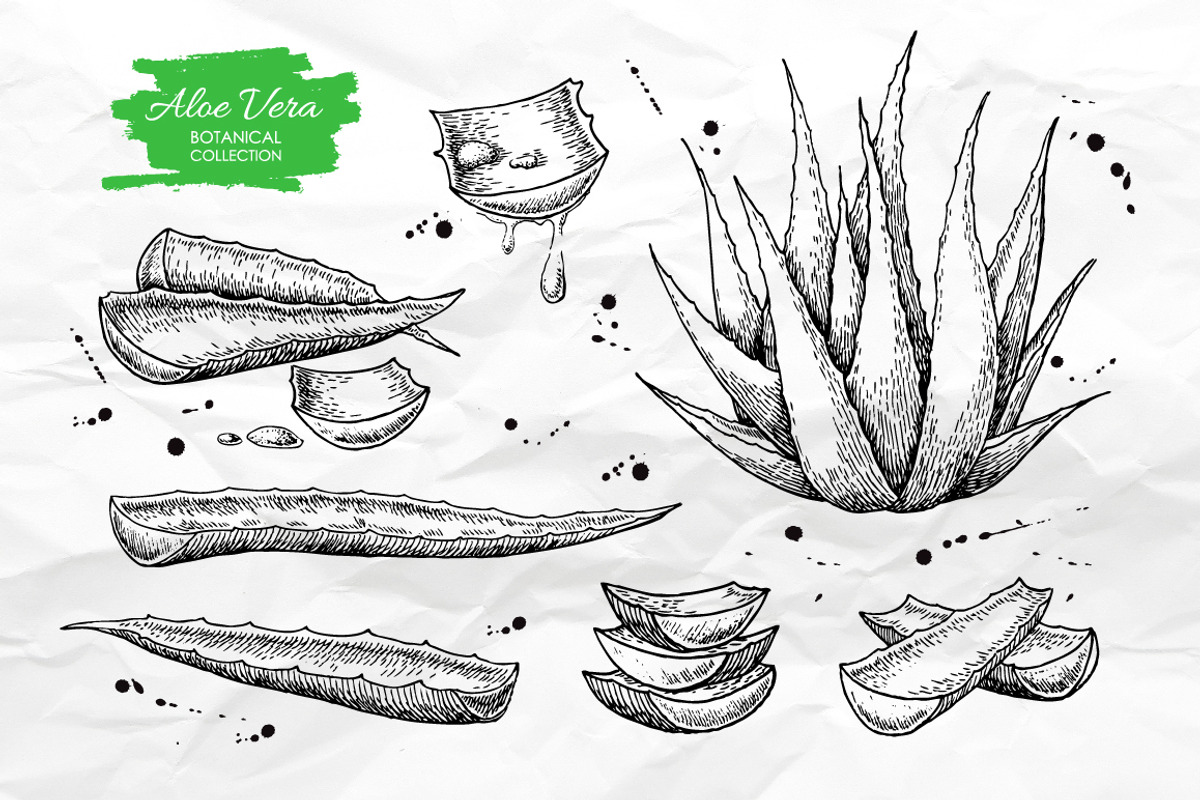 Aloe Vera Set. Botanical Drawings, a Graphic by Epine (Photo 1 of 2)