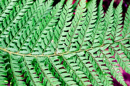 Forest fern, a Nature Photo by José Manuel Gelpi