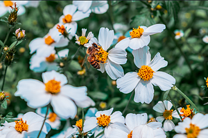 Bee collecting nectar close up, an Animal Photo by Jessica_Pichardo
