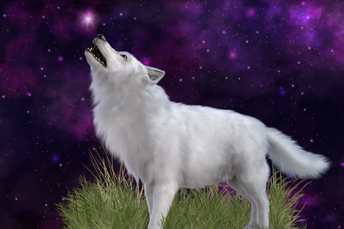 White Dire Wolf Illustration, an Illustration by Kandace Lalo Designs (Photo 2 of 5)