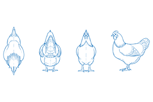 Hand Drawn Chicken Illustration, an Animal Illustration by MkStudio