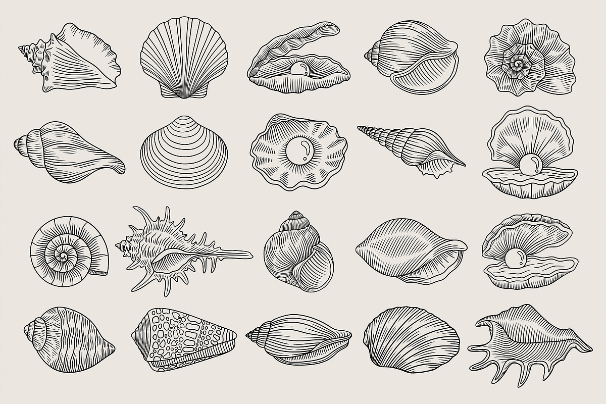 Seashell Coastal Vector Illustration, an Animal Illustration by Kusumaillustration (Photo 2 of 9)
