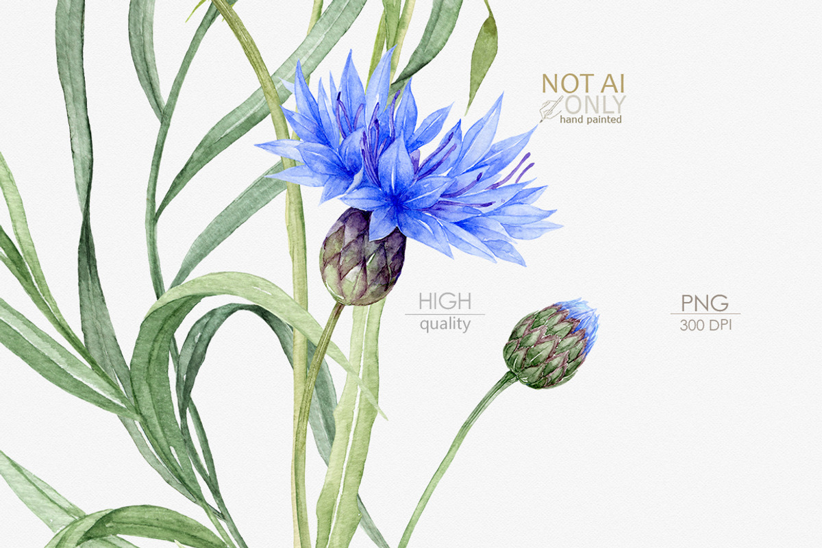 Knapweed and wildflowers collection, an Illustration by ReachDreams (Photo 9 of 12)