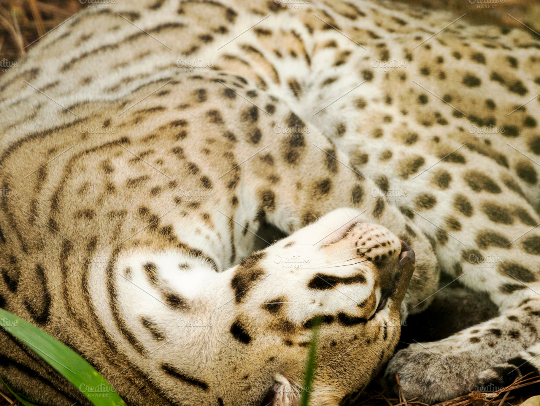 Ocelot Curled Up Sleeping, an Animal Photo by THP Creative