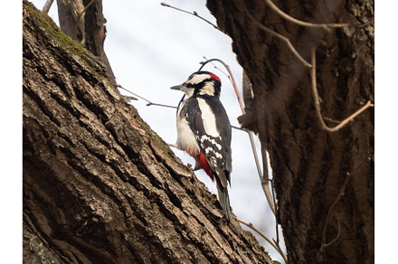 Great spotted woodpecker Dryobates