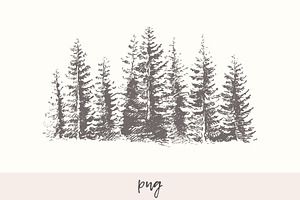 Fir Forest Background