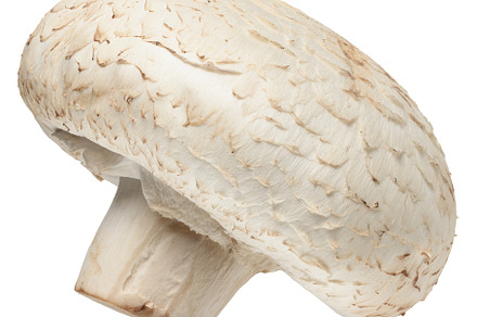 One fresh champignon mushroom with white cap and light brown ste
