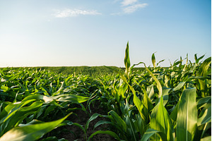 Row of vibrant green growing corn, a Nature Photo by volodymyrshtun13795