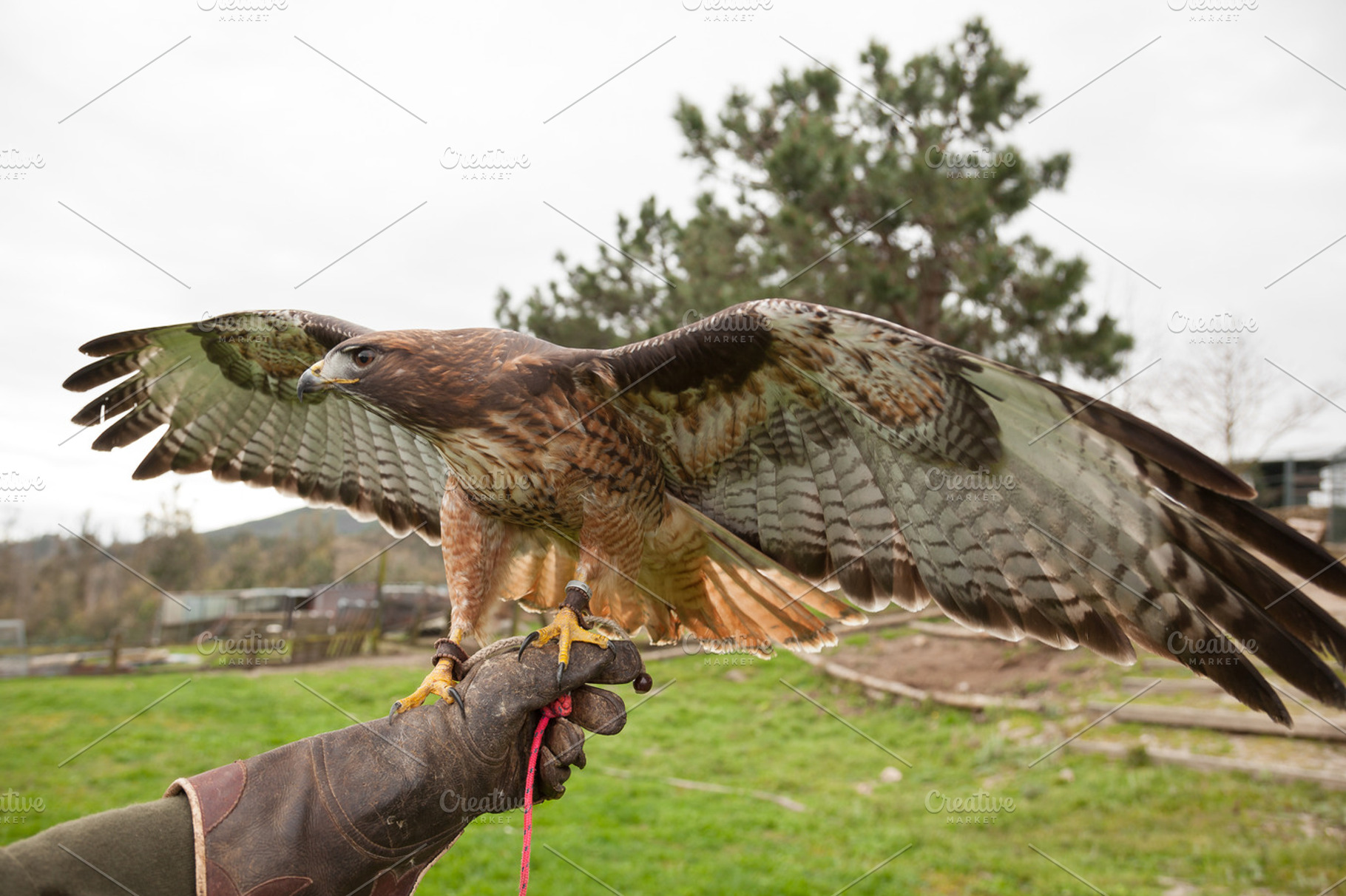Falconry featuring falconer, falconry, and kawking, an Animal Photo by Ernesto Solla