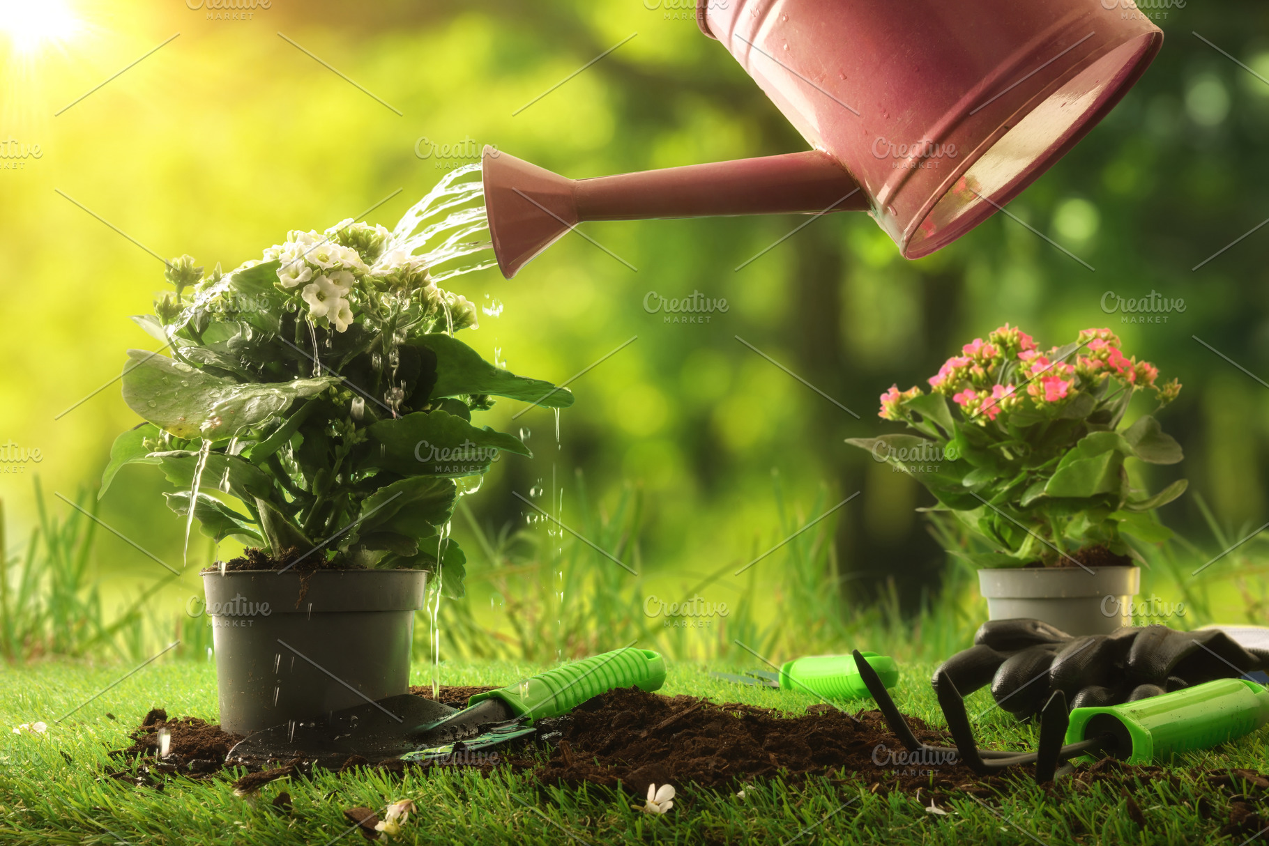 Watering Blooming Plant in Sunny Garden Concept, a Nature Photo by Davizro's Market