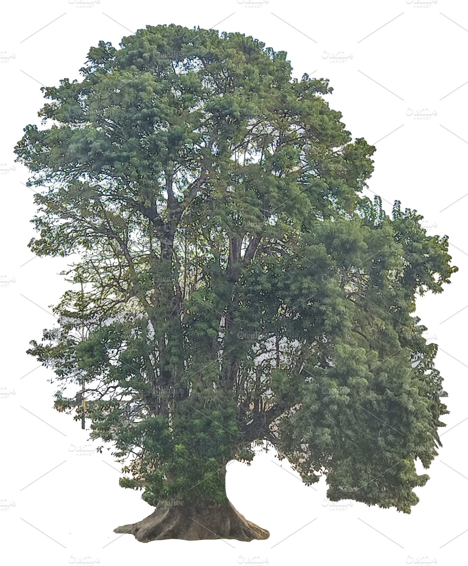 Big tree by the sea under calm sky, a Photo by DanFLCreativo