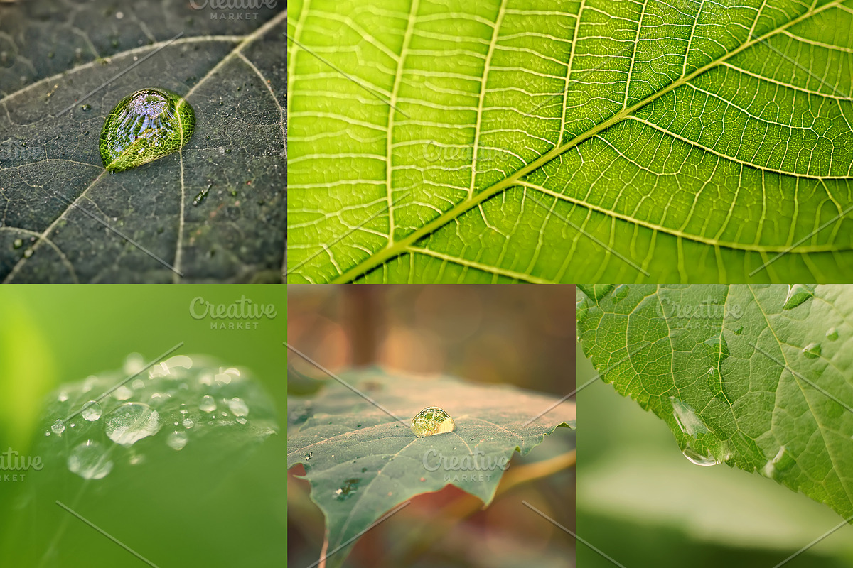 Green leaves Bundle, a Nature Photo by Vladimir Kazimirov (Photo 5 of 10)