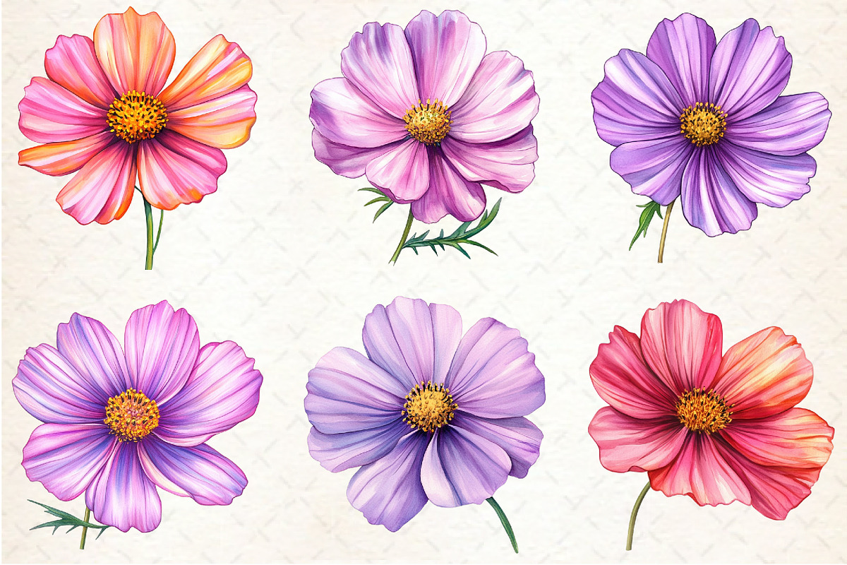Cosmos Flower Bloom Clipart, an Illustration by Rose Art (Photo 2 of 7)