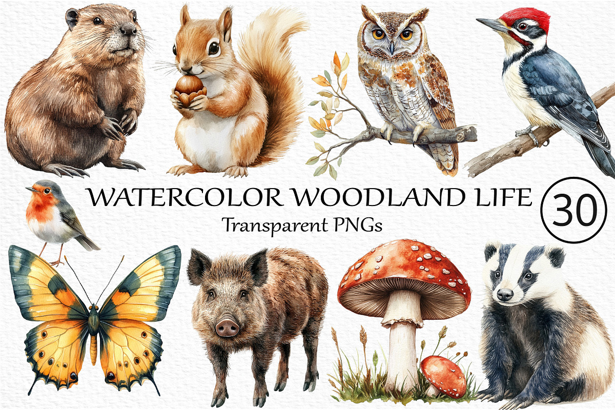 Watercolor Woodland Life Clipart, an Illustration by Craft Nest (Photo 1 of 6)