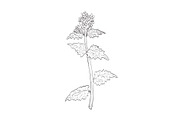Garlic Mustard Plant Drawing, a Decorative Illustration by patrimonio (Thumbnail 1 of 3)