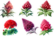 Watercolor cockscomb Clipart, an Illustration by Designworld (Thumbnail 3 of 5)