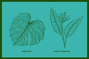 Vintage Tropical Flora Illustrations, an Object Illustration by Jaclyn Caris (Thumbnail 7 of 15)
