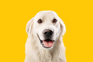 Portrait of pretty blond labrador retriever dog looking at the camera with happ, a Photo by Prostock-Studio