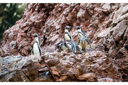 Humboldt penguins on the Ballestas, an Animal Photo by Leonid Andronov