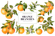 Orange Branches. Watrecolor PNG, an Illustration by OlyaGutArt (Thumbnail 2 of 6)