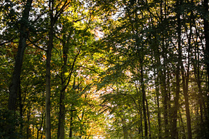 Forest path containing autumn, season, and nature