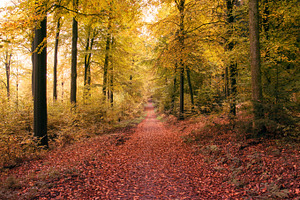 Path