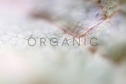Organic | 20 Botanical Photos, a Nature Photo by Melanie Helena (Thumbnail 3 of 20)