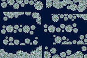 Succulent Borders - Botanic ClipArt, an Object Graphic by Turning Moss (Thumbnail 5 of 5)