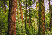 10 Stunning Matte Landscape Presets, a Preset Add-On by Timeless Presets (Thumbnail 4 of 13)