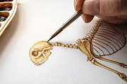 Animal Anatomy Study Pack, an Education Illustration by AnitaPol (Thumbnail 2 of 20)