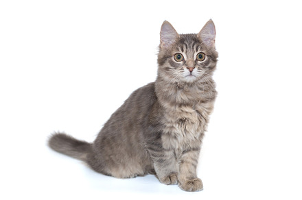 Small and delicate gray kitten