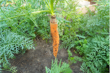Close up of carrots bunch, a Food & Drink Photo by darksoul72