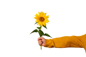 Child’s hand in yellow sleeve holding a bright sunflower on wh, a Nature Photo by Ales Munt