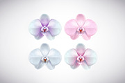 Moon orchid set., an Illustration by George Rod (Thumbnail 4 of 4)