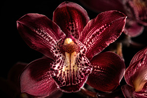 Blooming orchid in dark background, a Photo by Beautiful things
