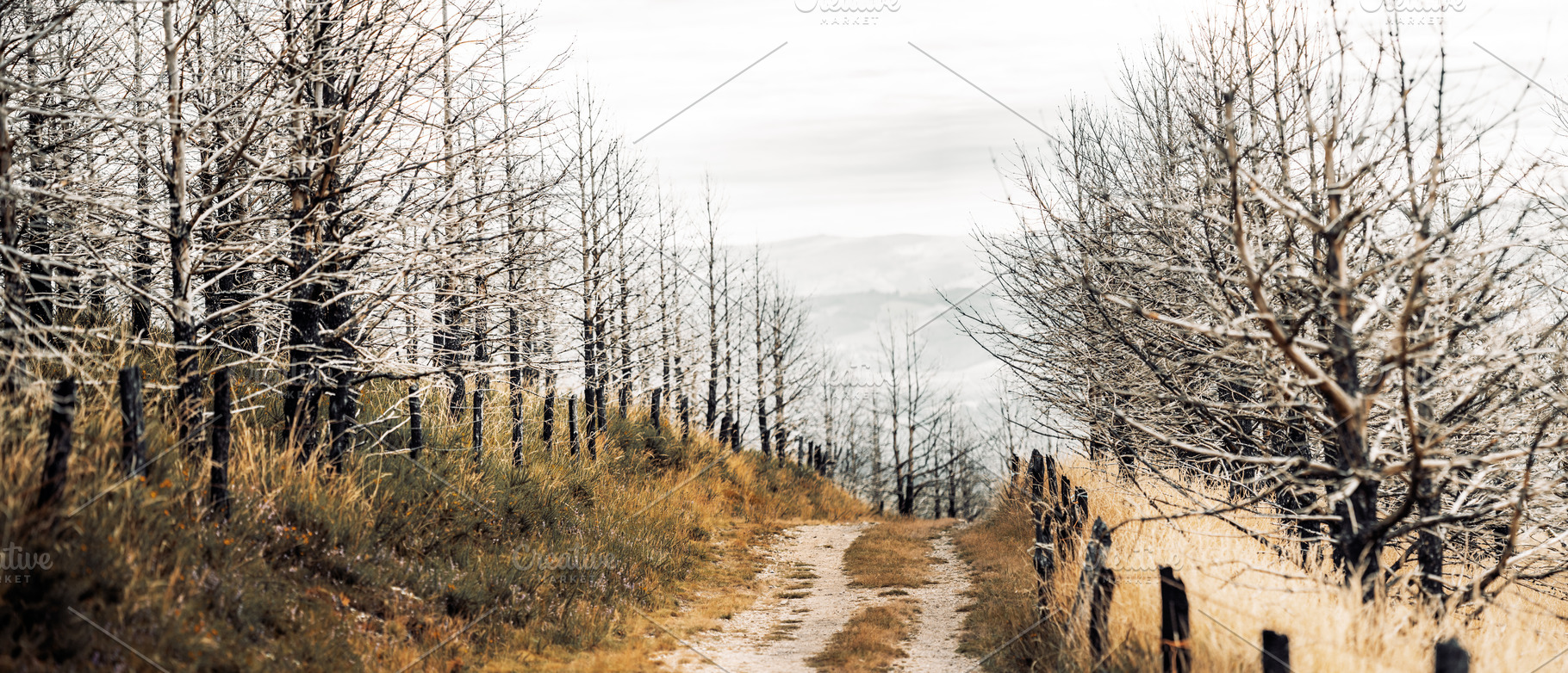 Burned forest dirt road, a Nature Photo by SkyNext