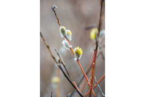 Pussy willow catkins, silver hairy, a Nature Photo by COLORFUL