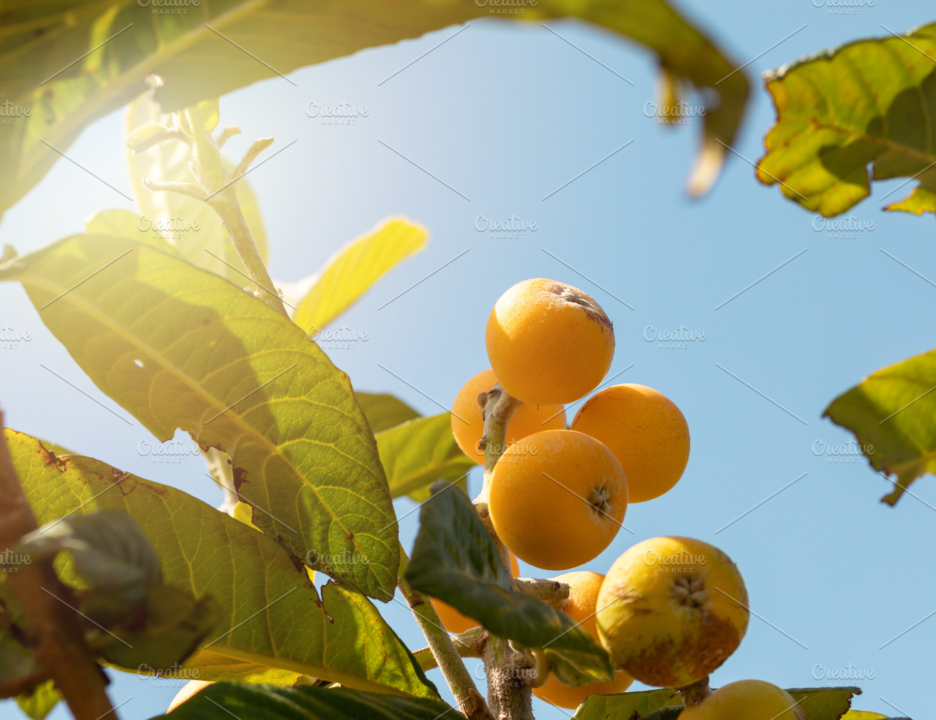 Ripe loquats hanging from branch against blue sky with sun shining through leav, a Nature Photo by Antonio Gravante Market
