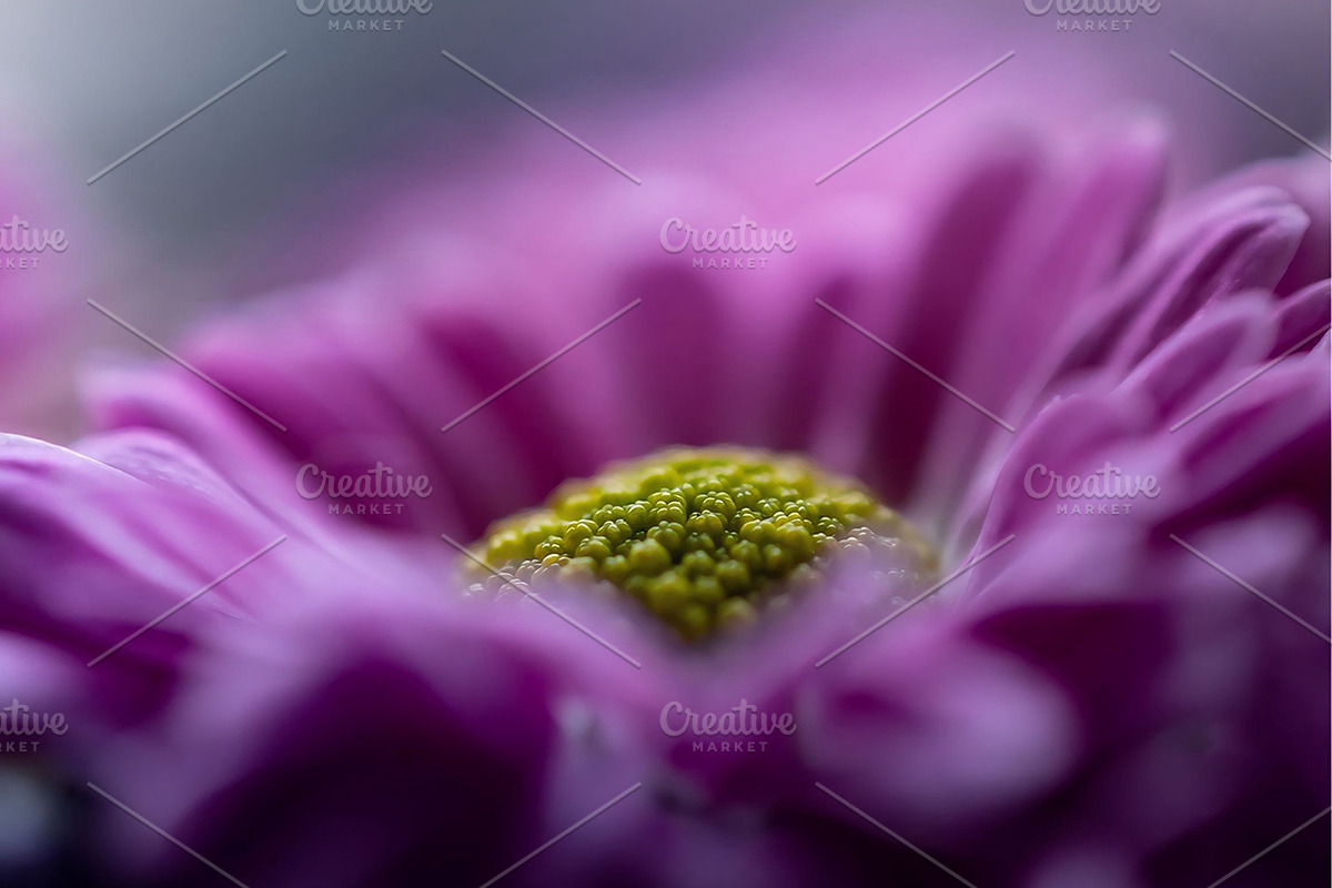 Purple chrysanthemum flower, a Background Photo by Ana Dee Photography (Photo 1 of 2)