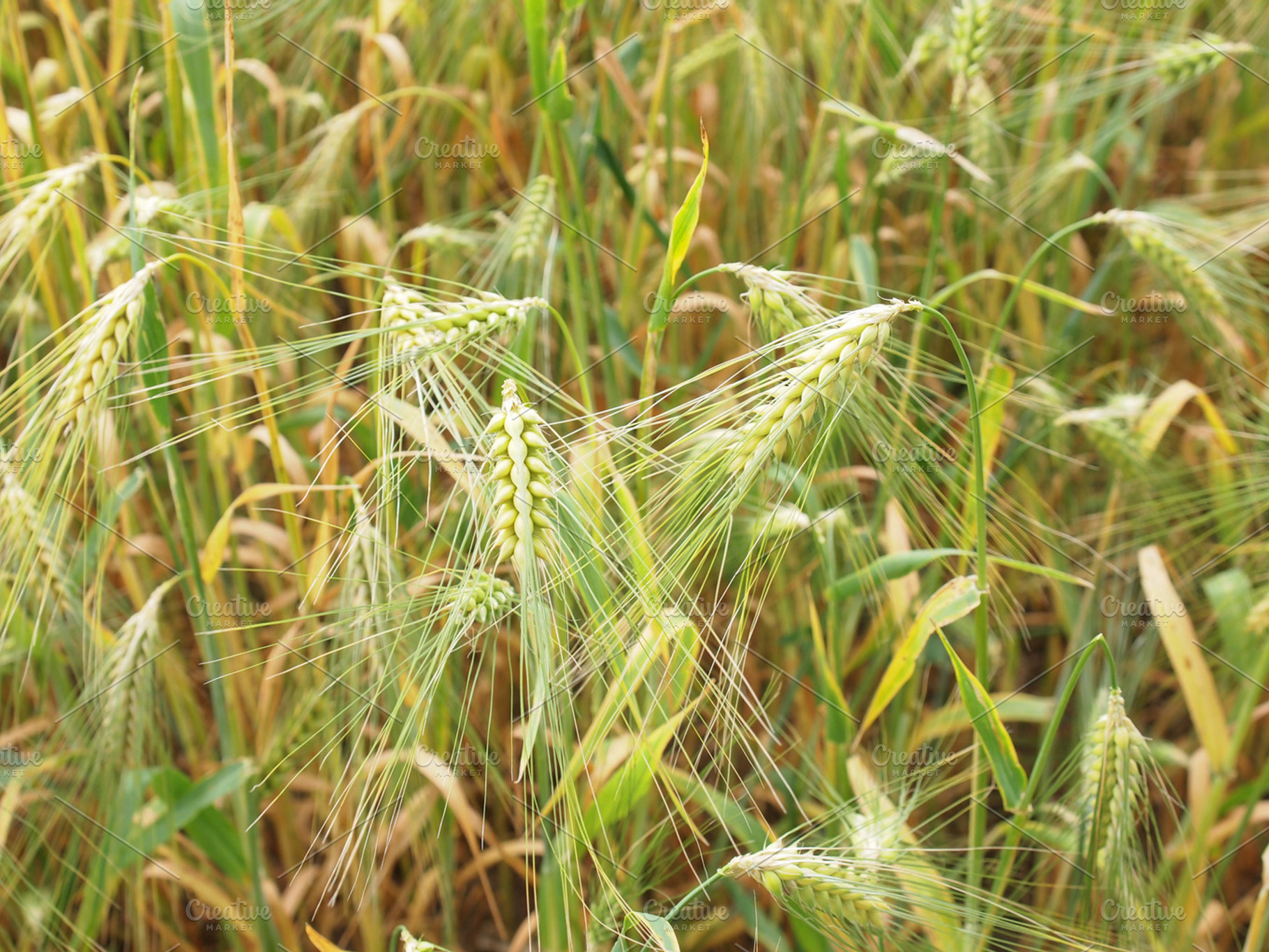 Corn field featuring corn, wheat, and corn field