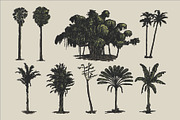 East Indies Botanical Illustrations, a Decorative Illustration by Rusted Works (Thumbnail 3 of 10)