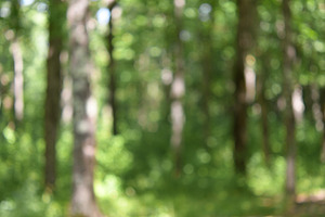 Blurred background of forest