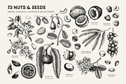 Superfoods: Fruit & Nuts Vector Set, a Food Illustration by Yevheniia (Thumbnail 5 of 11)