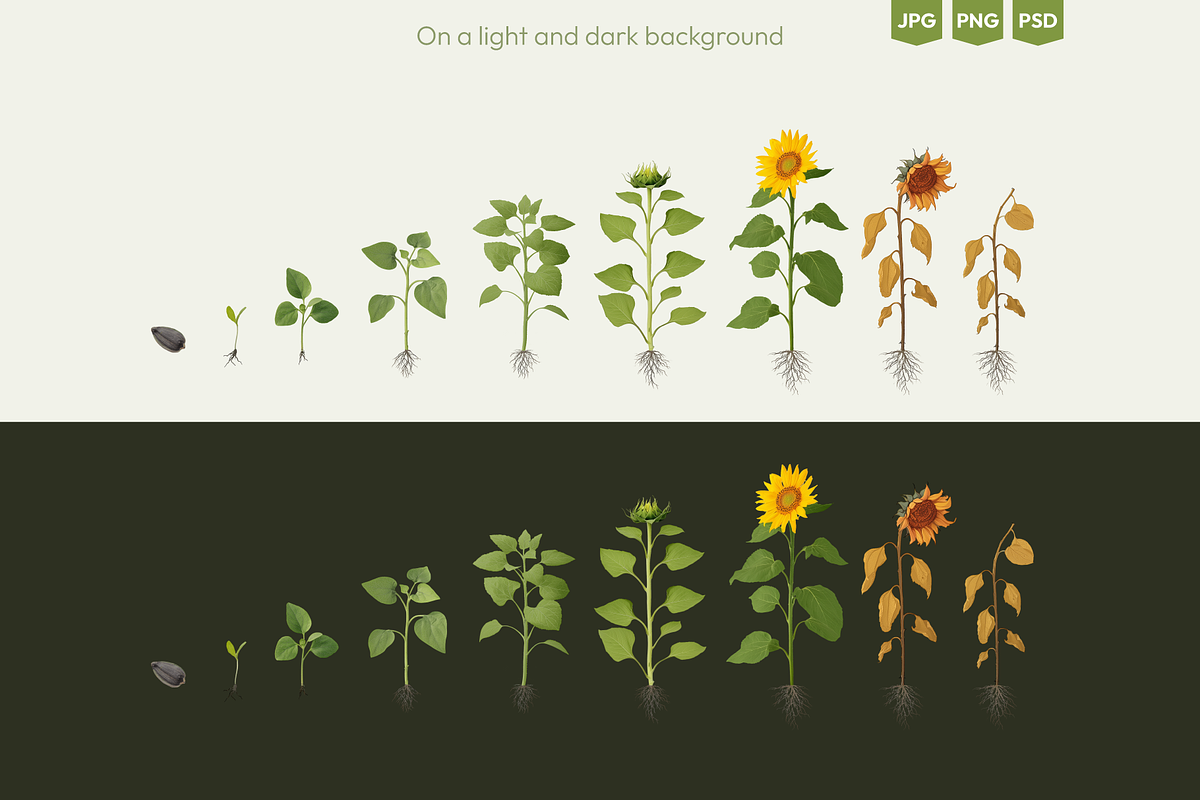 Sunflower Growth Stages Illustration, an Illustration by Ilia Design (Photo 2 of 5)